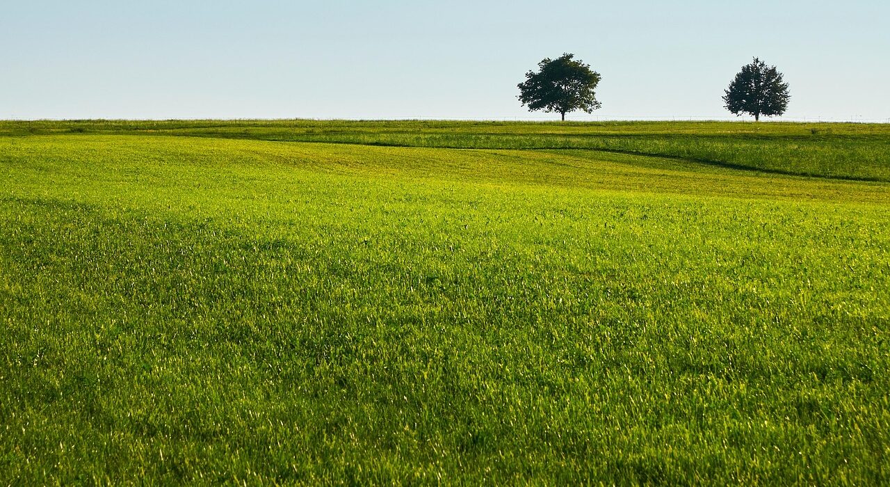 lawn, grass, field, trees, quiet, nature, green, country