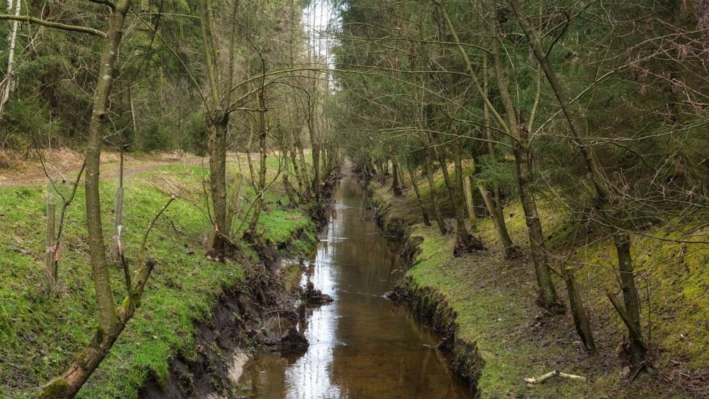 channel, watercourse, drainage, nature, bach, forest, trees, stream, fall, drainage, drainage, drainage, drainage, drainage