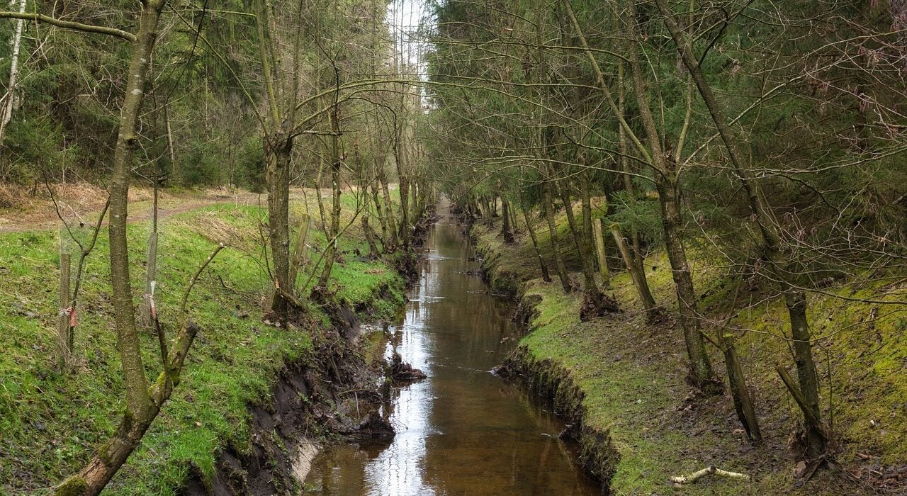 channel, watercourse, drainage, nature, bach, forest, trees, stream, fall, drainage, drainage, drainage, drainage, drainage