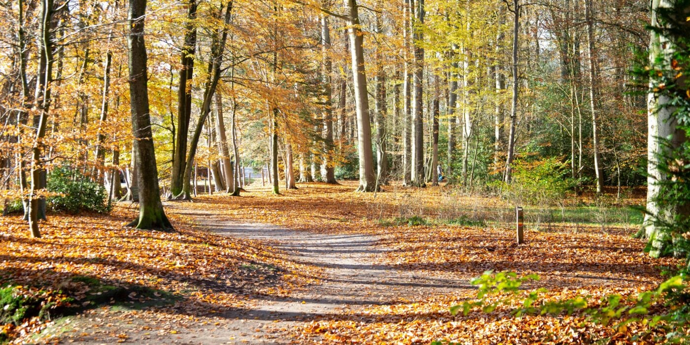 A serene forest path covered in autumn leaves, surrounded by vibrant fall foliage.