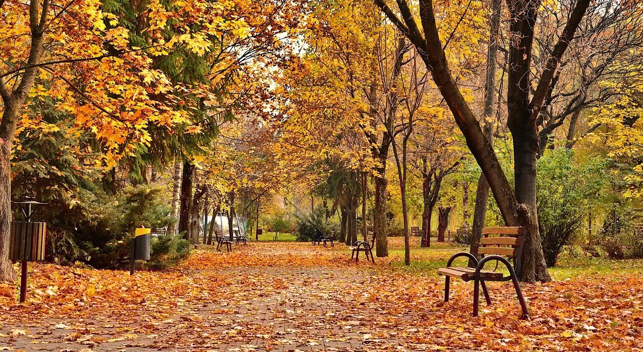 park, autumn, autumn park, autumn trees, urban autumn, leaves, yellow leaves, autumn leaves, nature, city in autumn