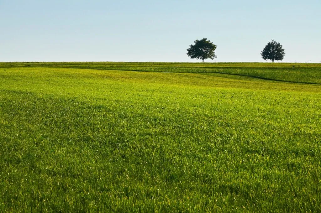 lawn, grass, field, trees, quiet, nature, green, country