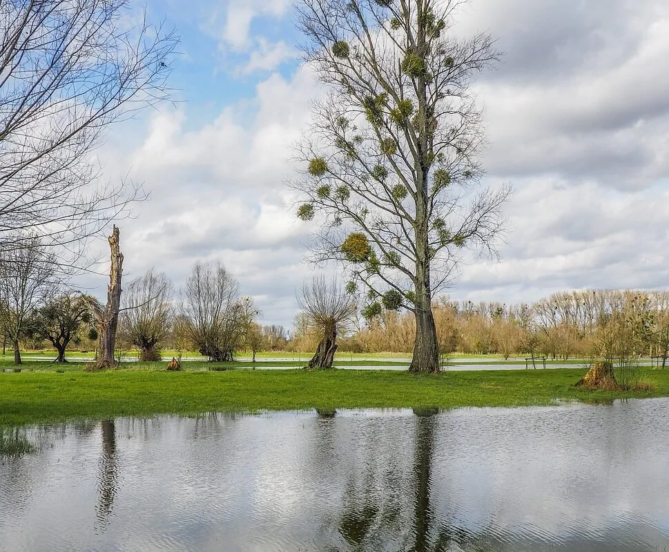 landscape, flood, nature, water, flooding, flow, trees, mood, scenic, reflection, old rhine, rheinauen, rhine, waters, the atmosphere, mistletoe, meadow landscape, atmospheric, heaven, clouds