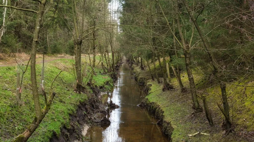 channel, watercourse, drainage, nature, bach, forest, trees, stream, fall, drainage, drainage, drainage, drainage, drainage