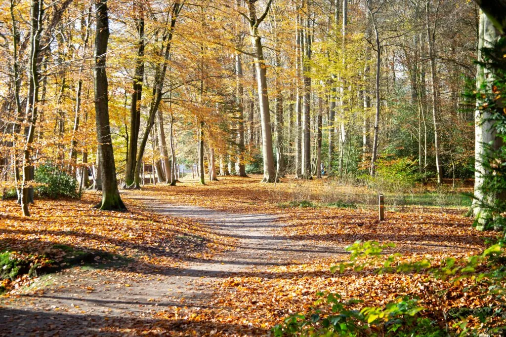 A serene forest path covered in autumn leaves, surrounded by vibrant fall foliage.