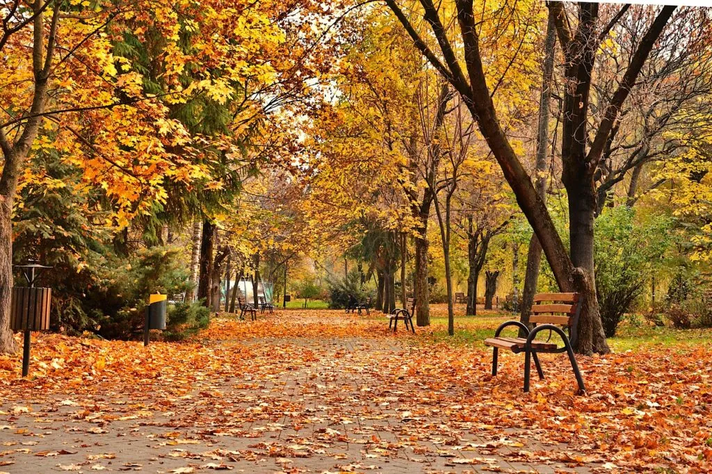 park, autumn, autumn park, autumn trees, urban autumn, leaves, yellow leaves, autumn leaves, nature, city in autumn